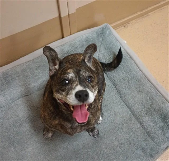 An adult medium-sized female Chihuahua dog named Tonks for adoption in Chula Vista, CA