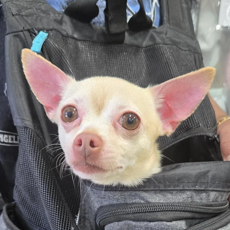 An adult small-sized female Yellow / Tan / Blond / Fawn Chihuahua dog named Bella for adoption in Newark, NJ