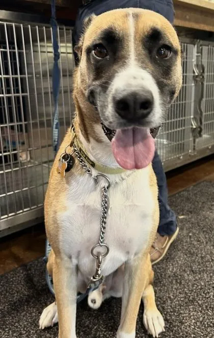 An adult large-sized male German Shepherd Dog dog named Ace for adoption in Cincinnati, OH