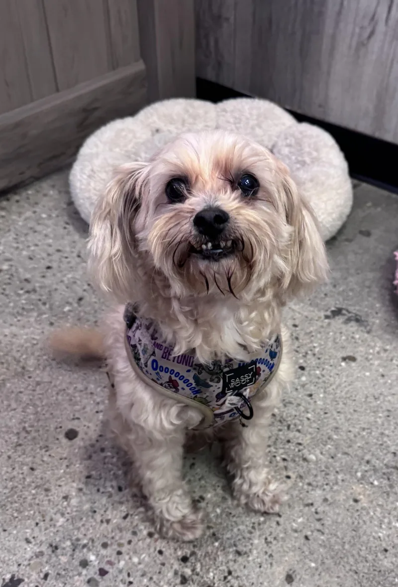 Teddy Thomas thumbnail 2