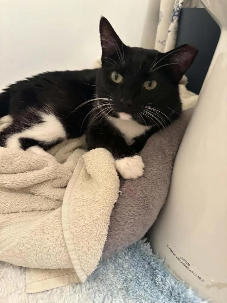 An adult medium-sized female Black & White / Tuxedo Domestic Short Hair cat named Maisey for adoption in tucson, AZ