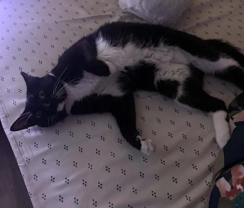 Maisey thumbnail 3