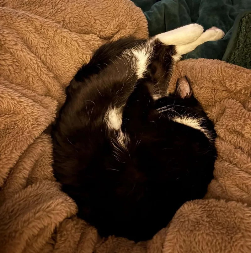 Maisey thumbnail 6