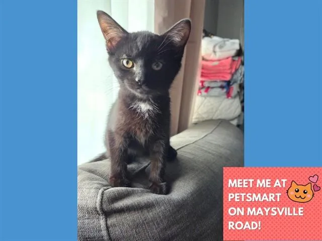 A baby small-sized female Domestic Short Hair cat named Dot for adoption in Fort Wayne, IN