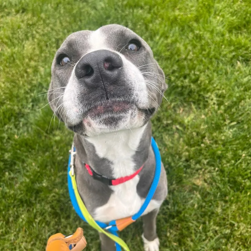 A young large-sized male Gray / Blue / Silver Mixed Breed dog named Dom for adoption in Matteson, IL