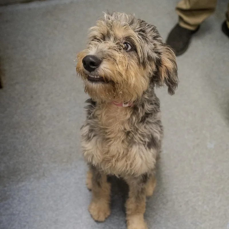 A young medium-sized female Gray / Blue / Silver Standard Poodle dog named Wiggles for adoption in Pawling, NY