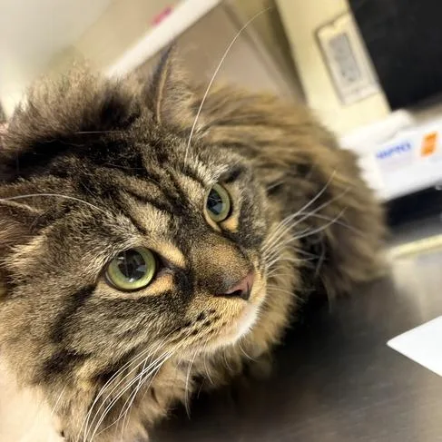 An adult large-sized female Brown / Chocolate Domestic Long Hair cat named Scarlett for adoption in Asheville, NC