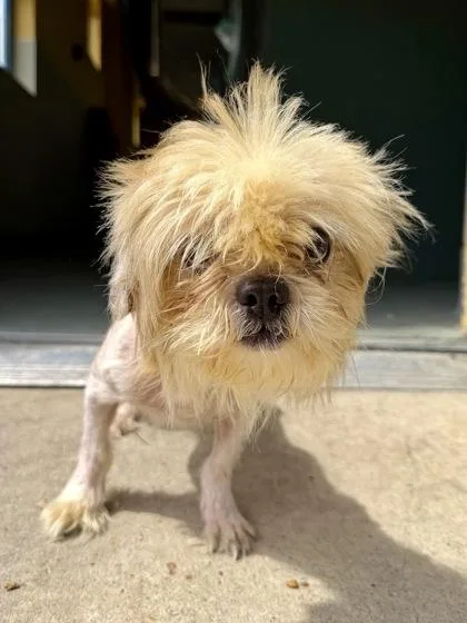 An adult small-sized male Shih Tzu dog named Gizmo for adoption in New Orleans, LA