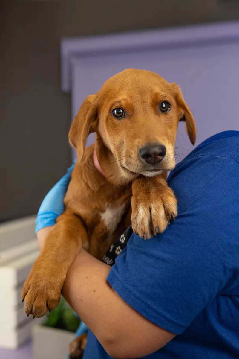 A baby medium-sized male Shepherd dog named 376-26 for adoption in Brighton, CO
