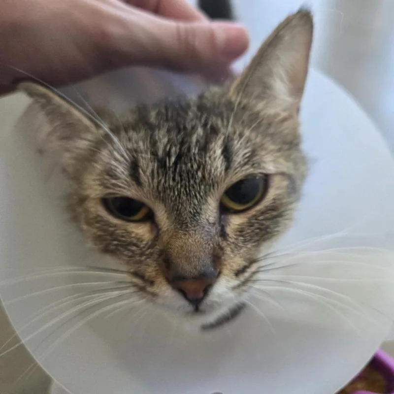 An adult small-sized female Brown / Chocolate Domestic Short Hair cat named Angelica for adoption in Leander, TX