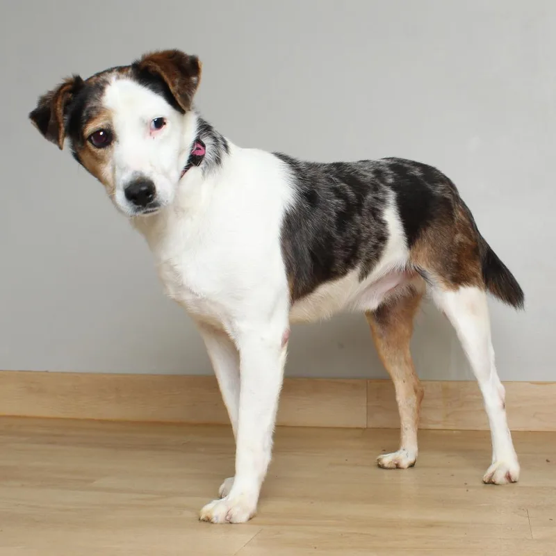 An adult medium-sized male White / Cream Cattle Dog dog named Wally D for adoption in Minnetonka, MN