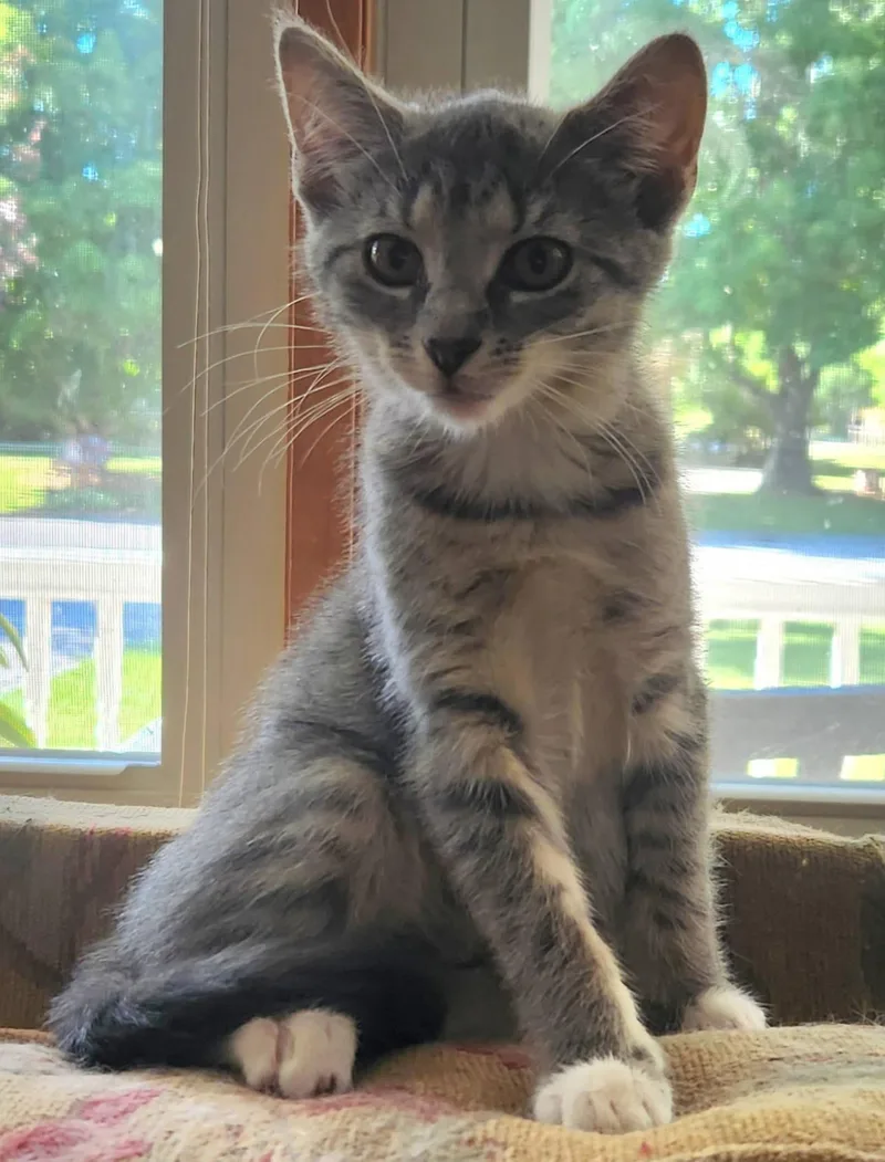 A baby medium-sized female Tabby (Gray / Blue / Silver) Domestic Short Hair cat named Flora for adoption in Radford, VA