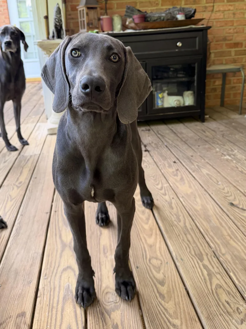 A young large-sized male Gray / Blue / Silver Weimaraner dog named Waylon for adoption in Jeffersonville, IN