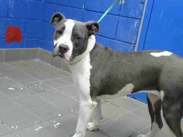 A young medium-sized female Pit Bull Terrier dog named Luna for adoption in Albuquerque, NM