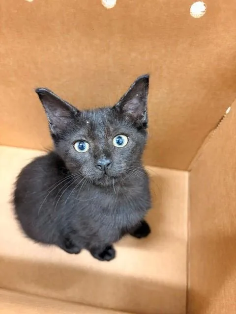 A baby small-sized female Domestic Short Hair cat named Gal for adoption in Baytown, TX
