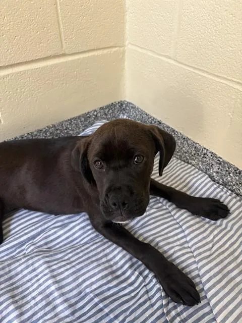 A baby medium-sized female Boxer dog named Dime for adoption in Brewster, MA