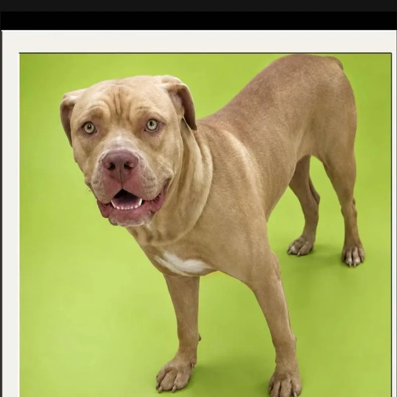 A young large-sized female Yellow / Tan / Blond / Fawn American Bulldog dog named Tink for adoption in Bristol, VT