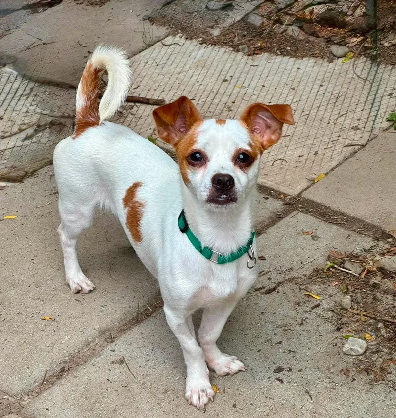 A young small-sized male Jack Russell Terrier dog named Cheese for adoption in Buffalo, NY