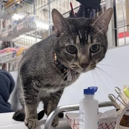 An adult large-sized male Gray / Blue / Silver Domestic Short Hair cat named Diego for adoption in New York, NY