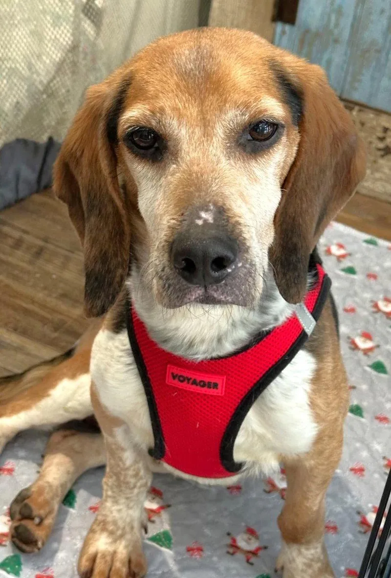 An adult small-sized male Beagle dog named Harlan for adoption in Dunnellon, FL