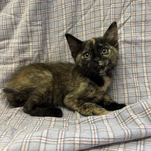 A baby small-sized female Tortoiseshell Domestic Short Hair cat named Sequoia for adoption in Long Beach, CA