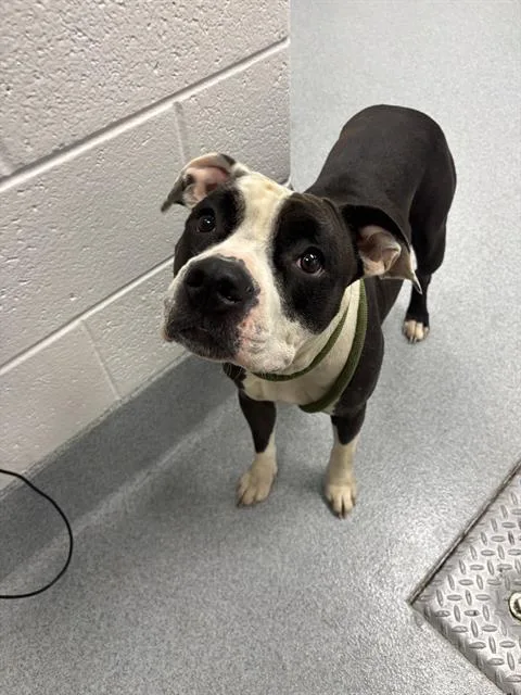 An adult medium-sized female Pit Bull Terrier dog named Shell for adoption in Indianapolis, IN