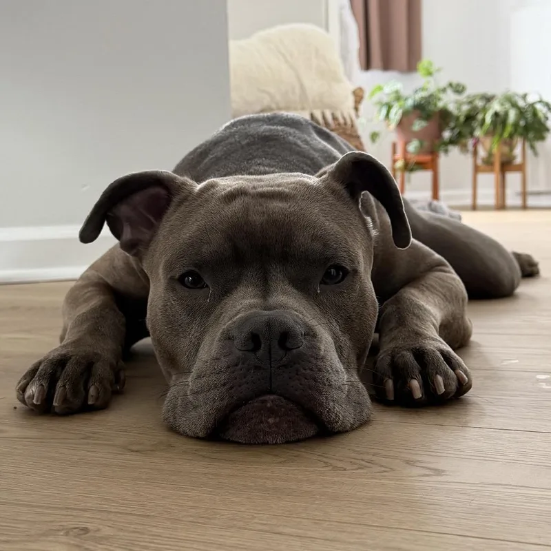 An adult medium-sized male Gray / Blue / Silver Pit Bull Terrier dog named Nab for adoption in Weimar, CA