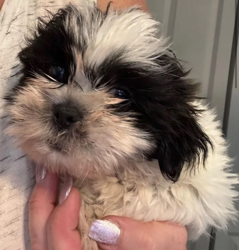 A baby small-sized male Bicolor Shih Tzu dog named Wrigley for adoption in North Freedom, WI