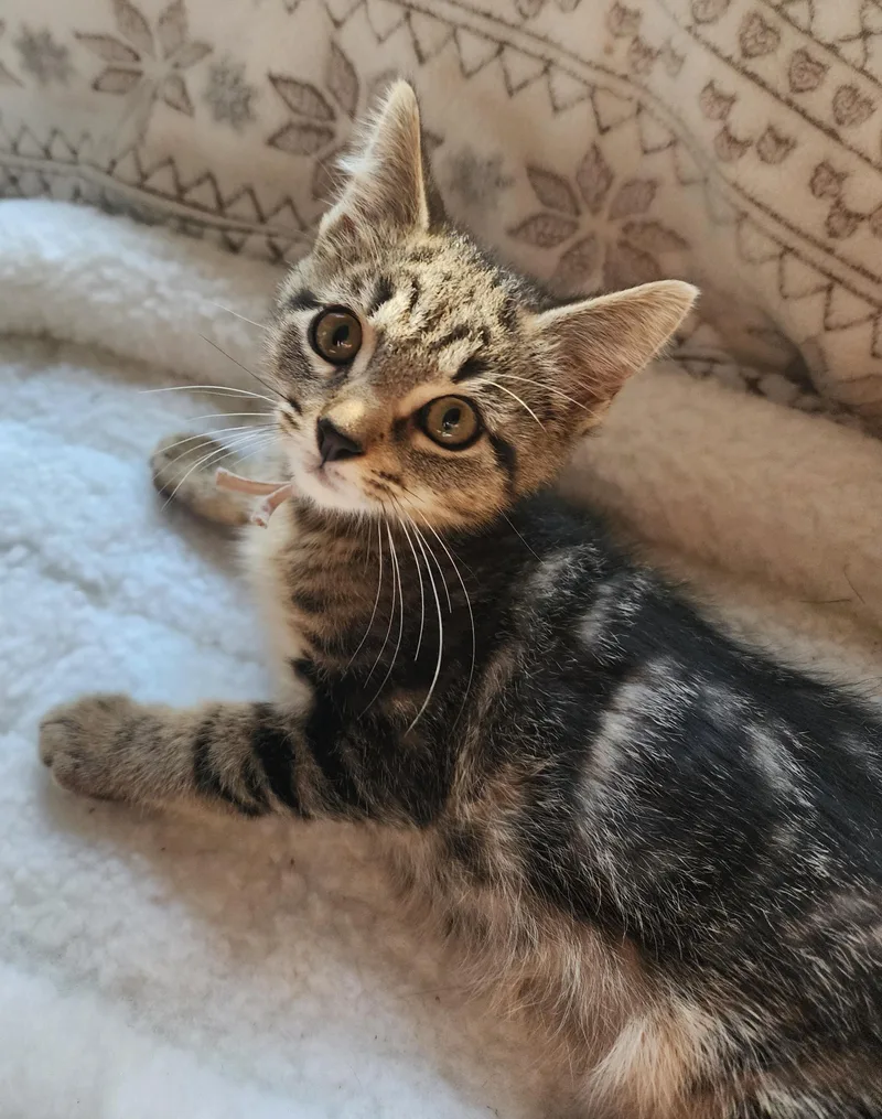 A baby medium-sized male Tabby (Brown / Chocolate) Tabby cat named Fraser for adoption in Wayne, NJ