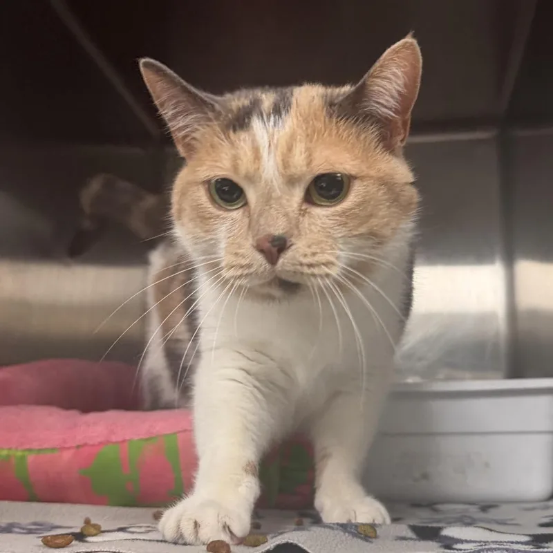 An adult small-sized female Calico Domestic Short Hair cat named Kali for adoption in Marion, VA