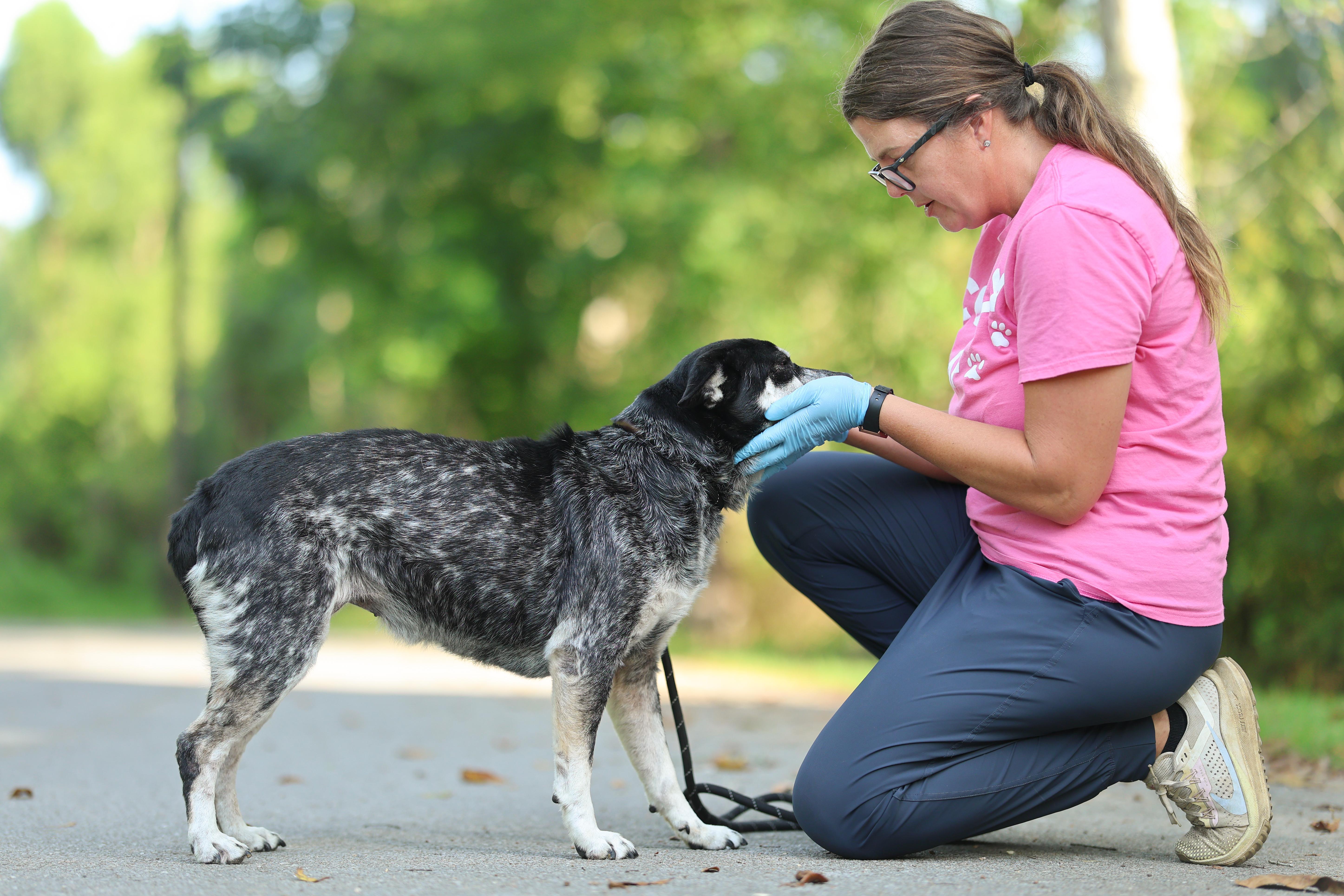 A senior medium-sized female Australian Cattle Dog / Blue Heeler dog named Baby for adoption in Lucedale, MS