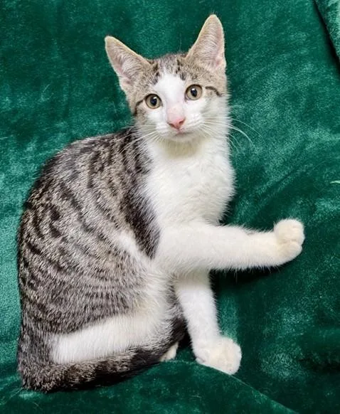 A young medium-sized male Tabby (Gray / Blue / Silver) Domestic Short Hair cat named Marty for adoption in Miller Beach, IN