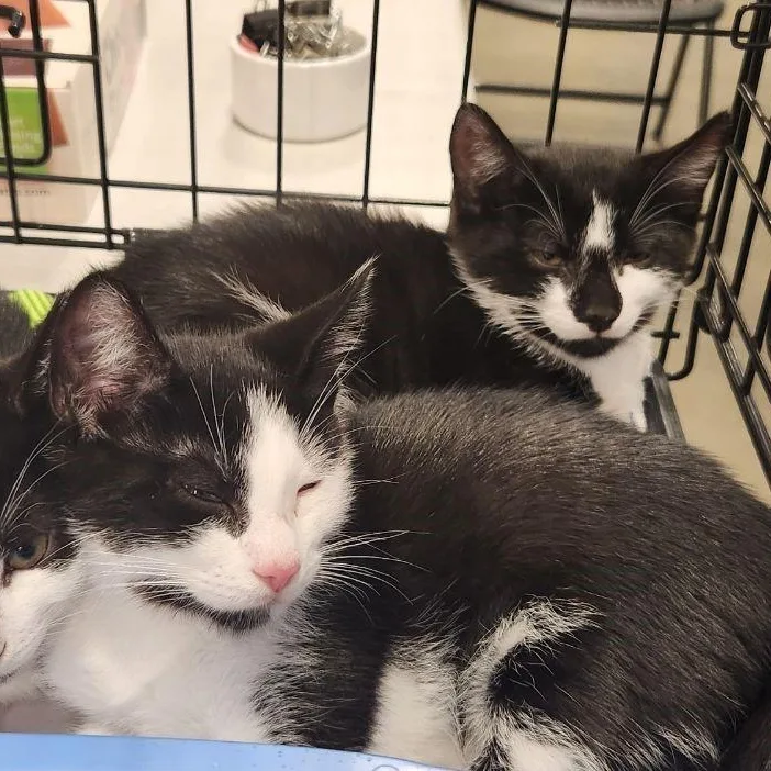 Ed & Ralph thumbnail 4