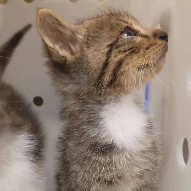 A baby small-sized male Brown / Chocolate Domestic Short Hair cat named Beetle for adoption in Hamilton, GA