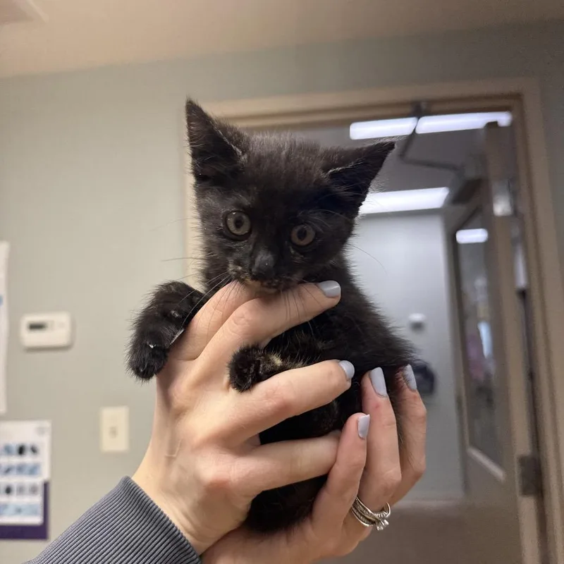 A baby small-sized female Tortoiseshell Domestic Short Hair cat named Sue for adoption in Mount Vernon, IN