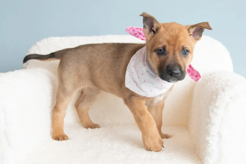 A baby large-sized female German Shepherd Dog dog named Vacay: Souvenir for adoption in Palo Alto, CA