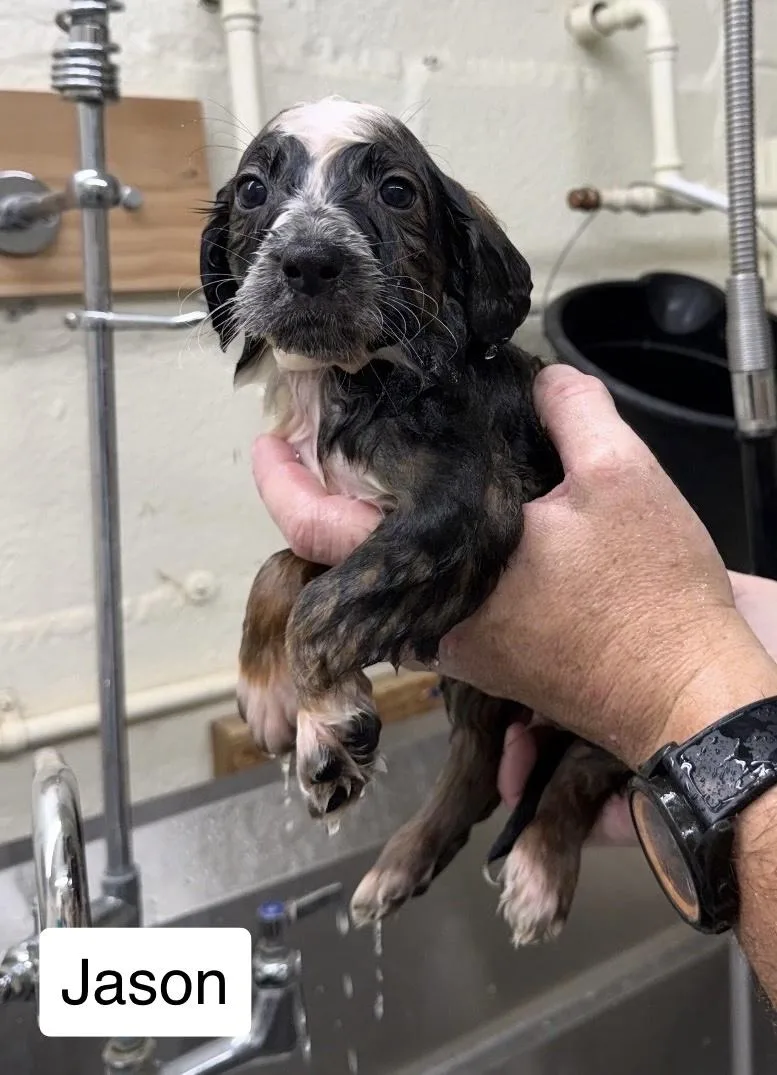 A baby medium-sized male Australian Shepherd dog named Jason for adoption in Blue Springs, MO
