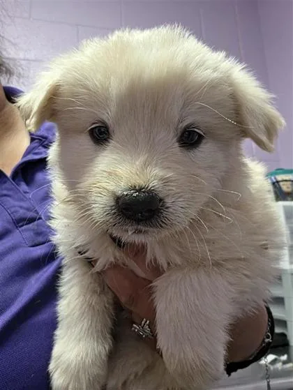 Pup