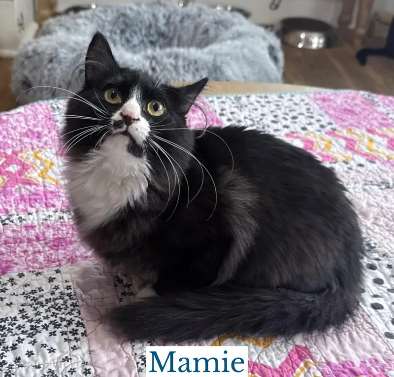 A young medium-sized female Domestic Long Hair cat named Mamie for adoption in Berkeley Springs, WV