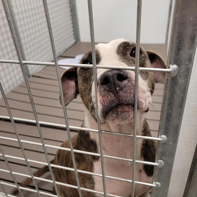 An adult medium-sized female Brindle Pit Bull Terrier dog named Genie for adoption in Madisonville, TN