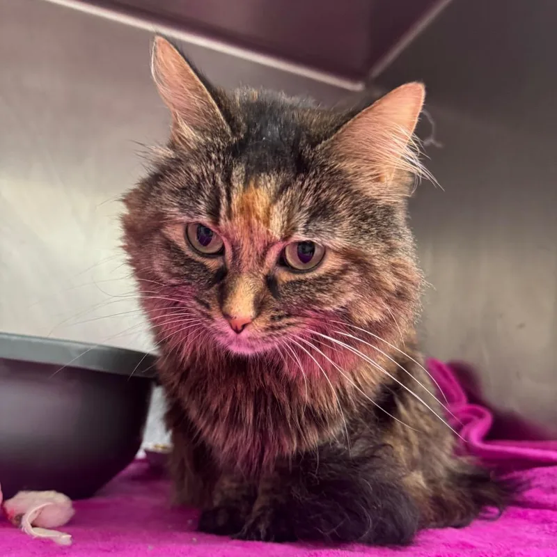 An adult medium-sized female Brown / Chocolate Domestic Long Hair cat named Seraphina for adoption in Pekin, IL
