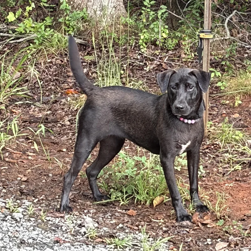A young medium-sized female Labrador Retriever dog named Ember for adoption in Thibodaux, LA