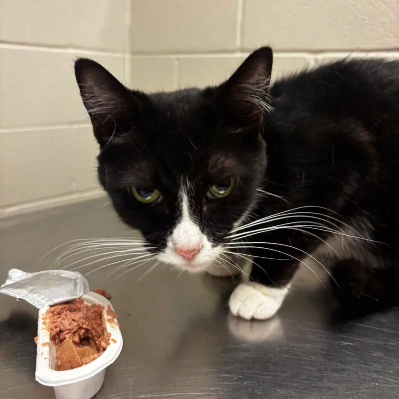 An adult medium-sized female Black Domestic Short Hair cat named Clarabell for adoption in Bristol, IN