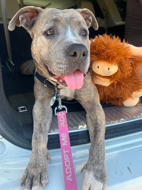 An adult large-sized female Pit Bull Terrier dog named Peaches for adoption in Santa Barbara, CA