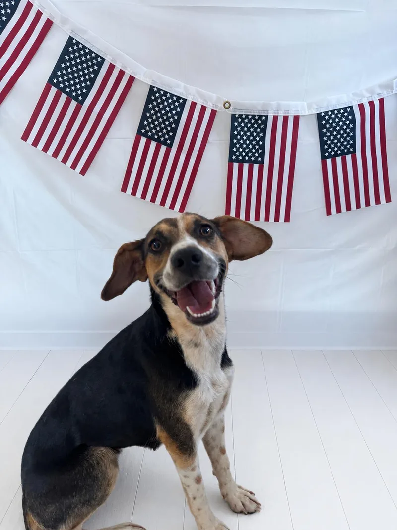 An adult medium-sized female Tricolor (Brown, Black, & White) Beagle dog named Dot for adoption in Chickasha, OK