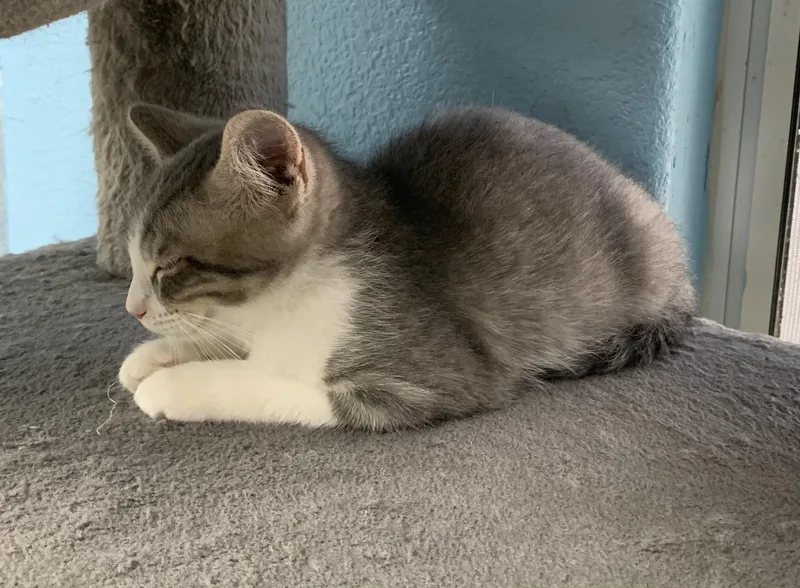 A baby medium-sized female Gray & White Domestic Short Hair cat named Nilda for adoption in Hollister, CA