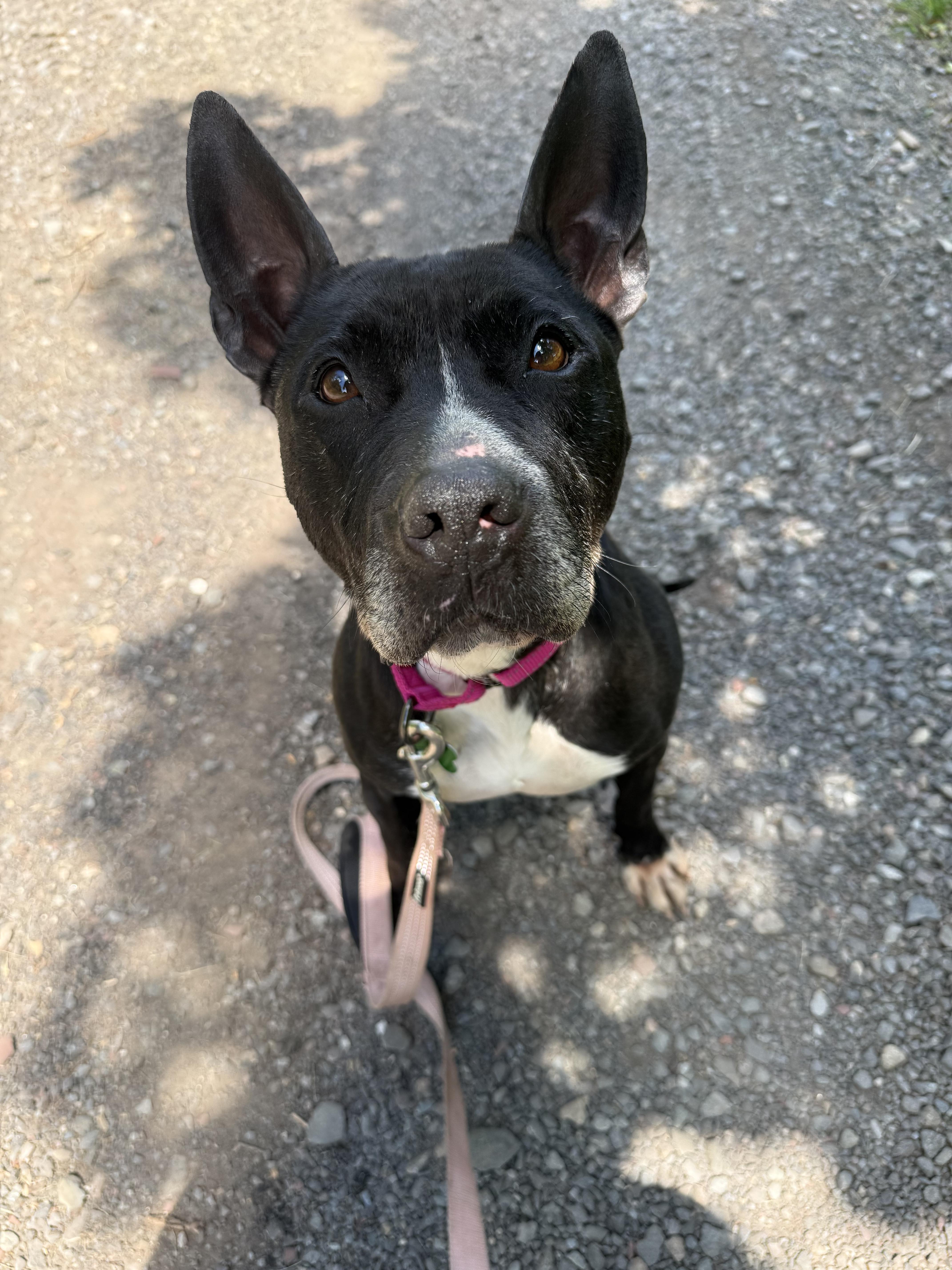 An adult medium-sized female Pit Bull Terrier dog named Kenzie for adoption in Succasunna, NJ