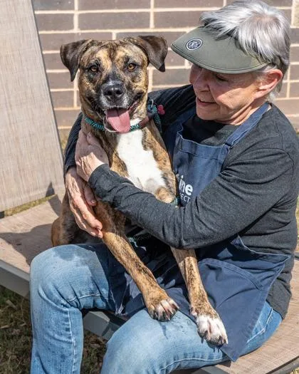 An adult large-sized female Mixed Breed dog named Danica for adoption in Chamblee, GA