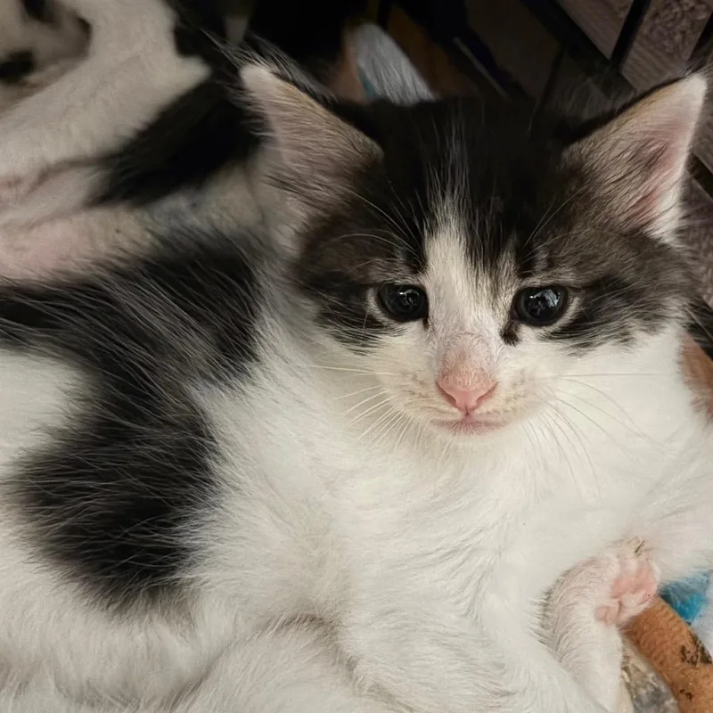 A baby small-sized male White Domestic Long Hair cat named Chai for adoption in Calimesa, CA