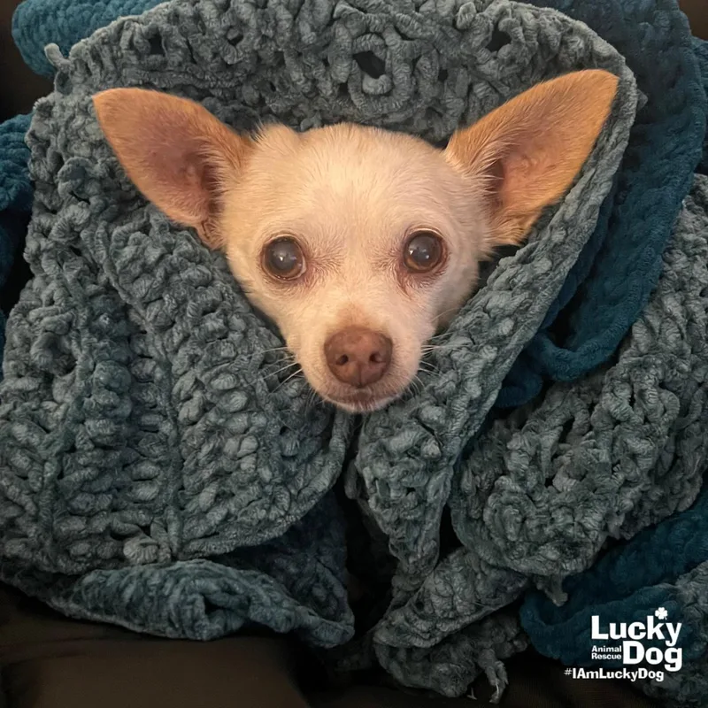 A senior small-sized male Chihuahua dog named Binks for adoption in Washington, DC